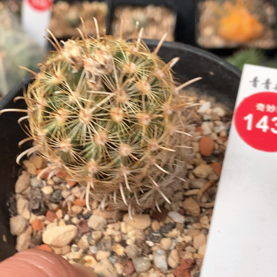 实生金罗莎3.8cm