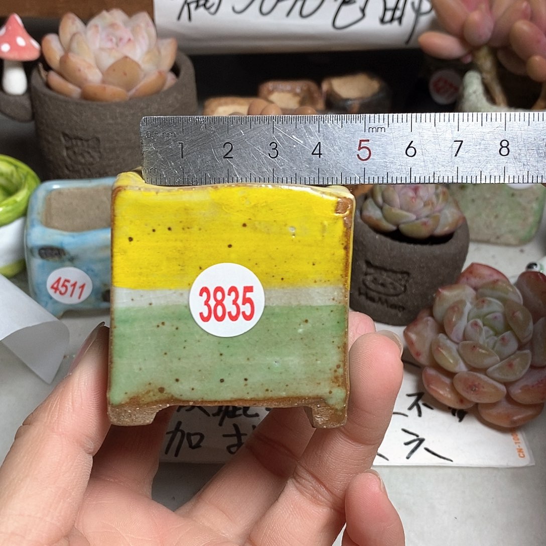 红陶拍5送一个小