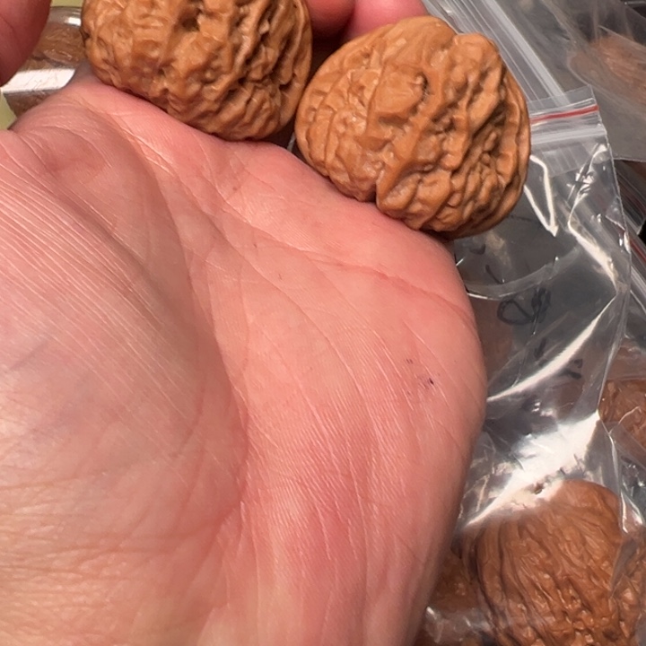 核桃42，已打底，怀柔水晶，