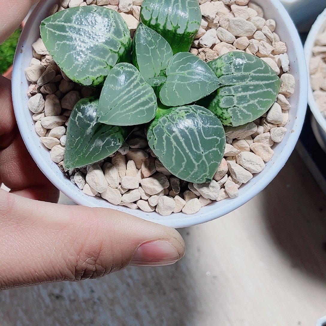 水晶康平新手好养
