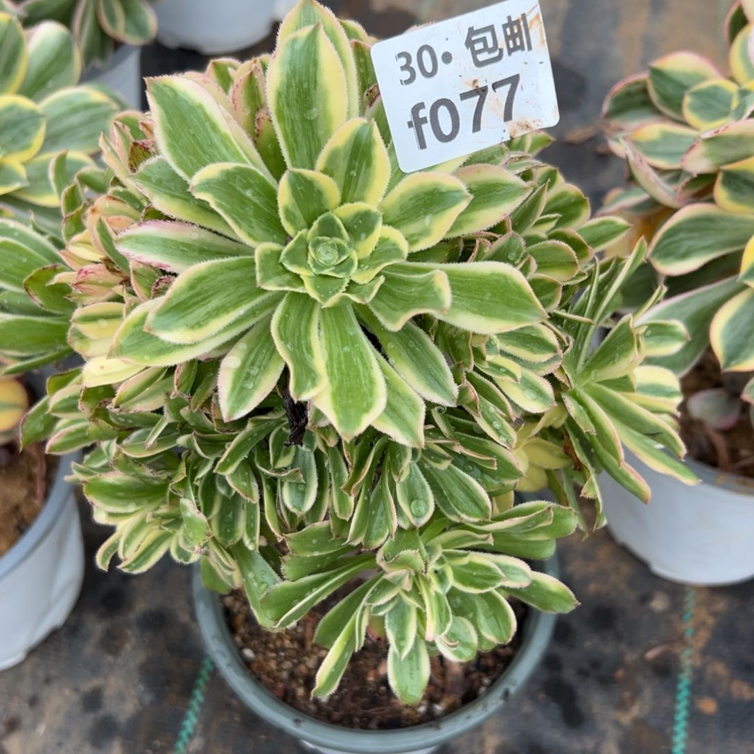 077艳日伞多肉法师