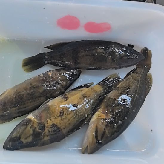 石台小李代购桂鱼1斤