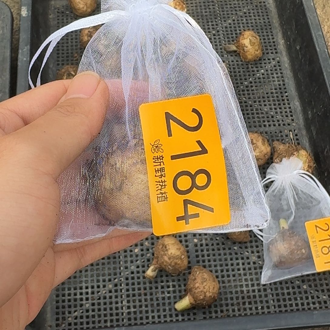 完全开放2174俏公主裸球不售后3厘米