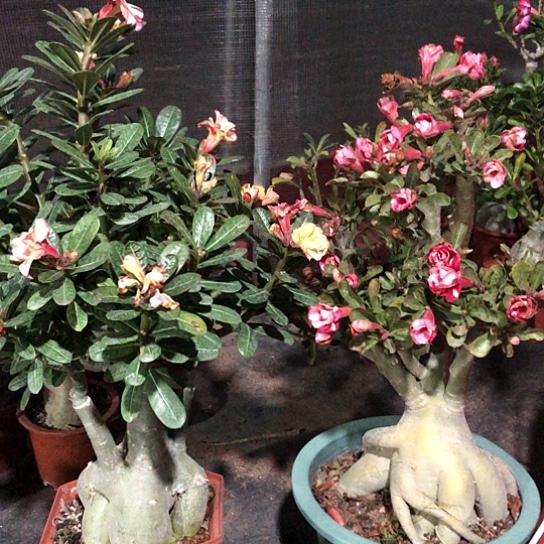 两颗大老桩一物一拍