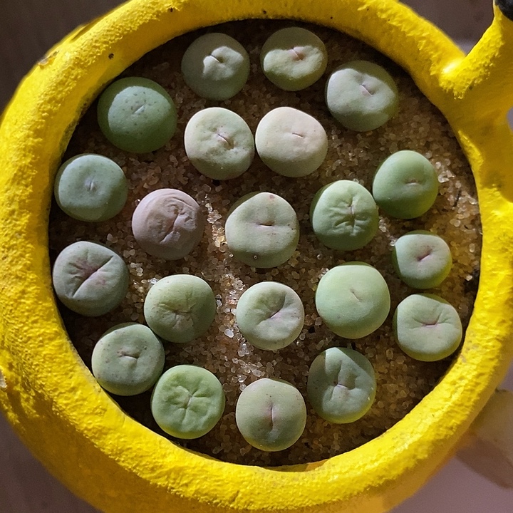 31367。  一组红嘴。  