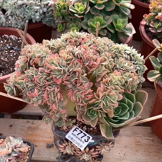 唐***啦星娜塔缀化773 亏本处理退款拉黑7-8天发货