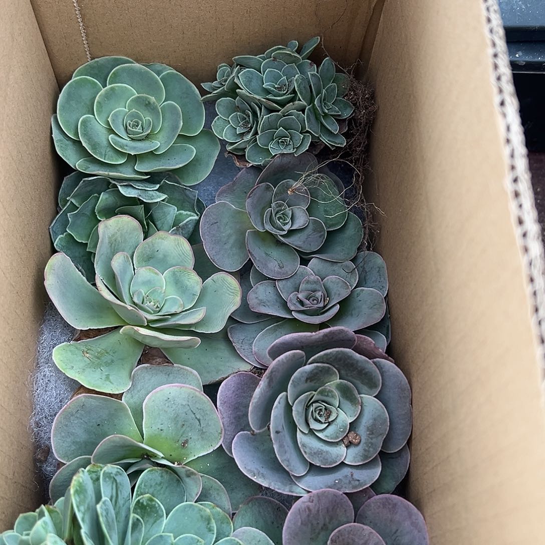 糖糖04 山地玫瑰组合8单头2群生