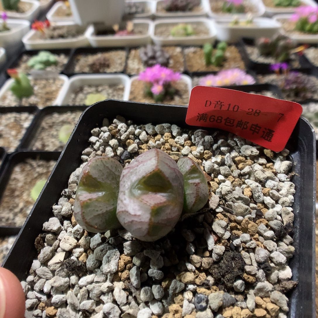 10-28-7     大型円空