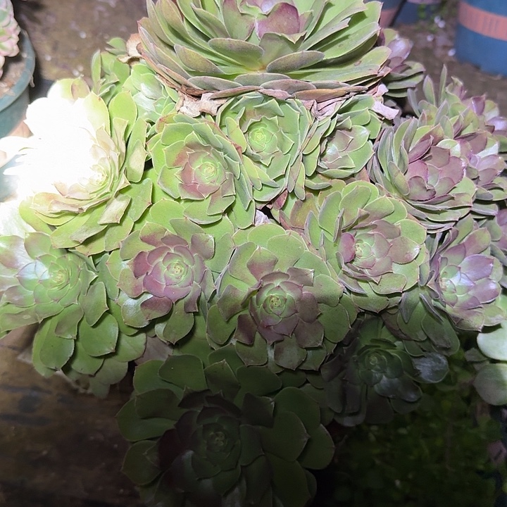 精品红心万圣节巨无霸亏本福利31