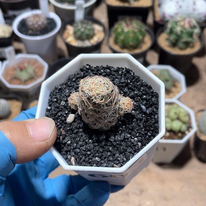 603紫王子仙人球