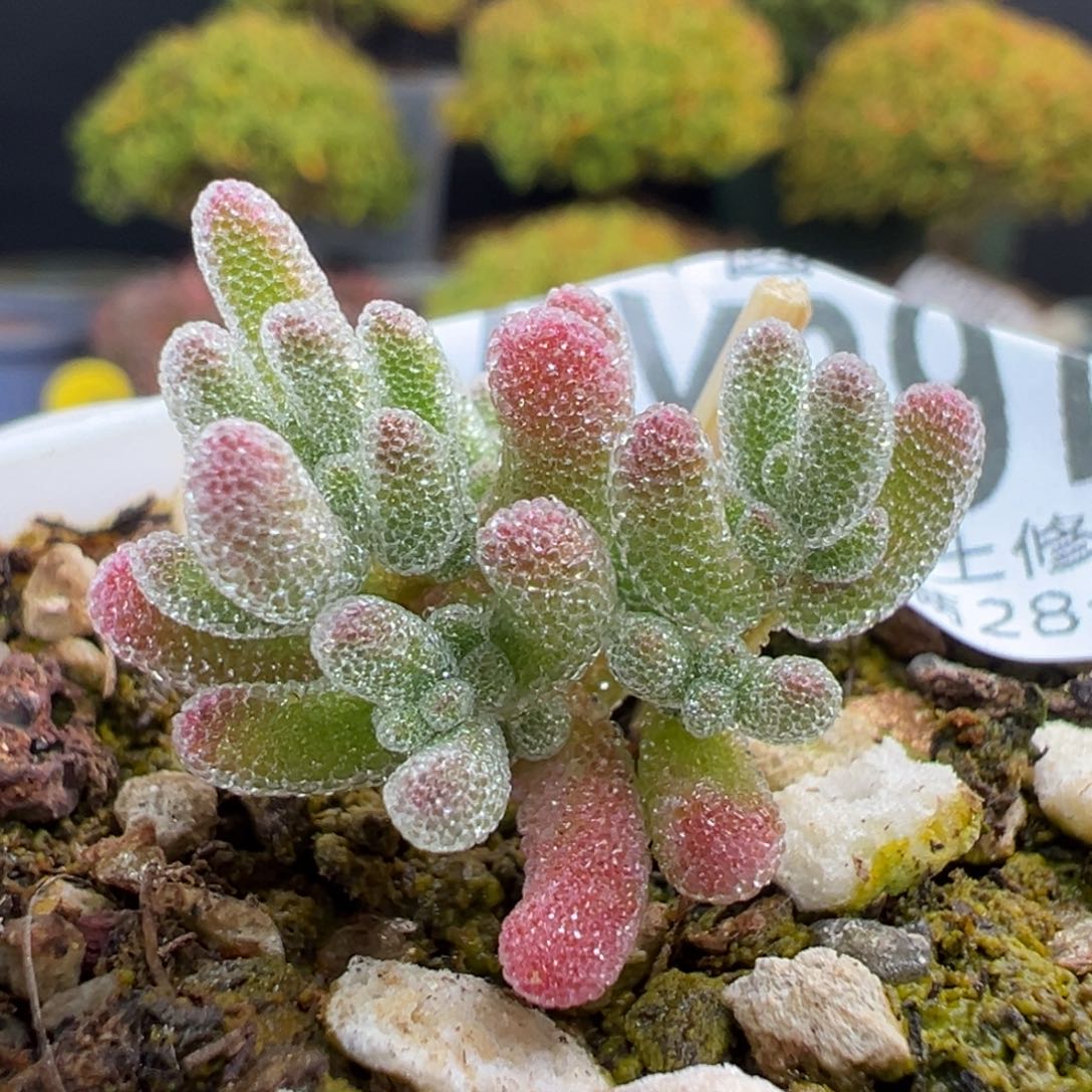 dy3975实生粉冰晶杂冠幅2.3cm