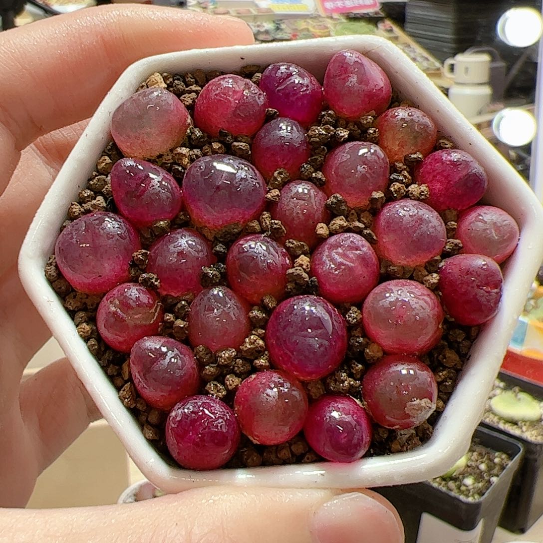 【闪购商品】吕氏红宝石10颗0.9cm