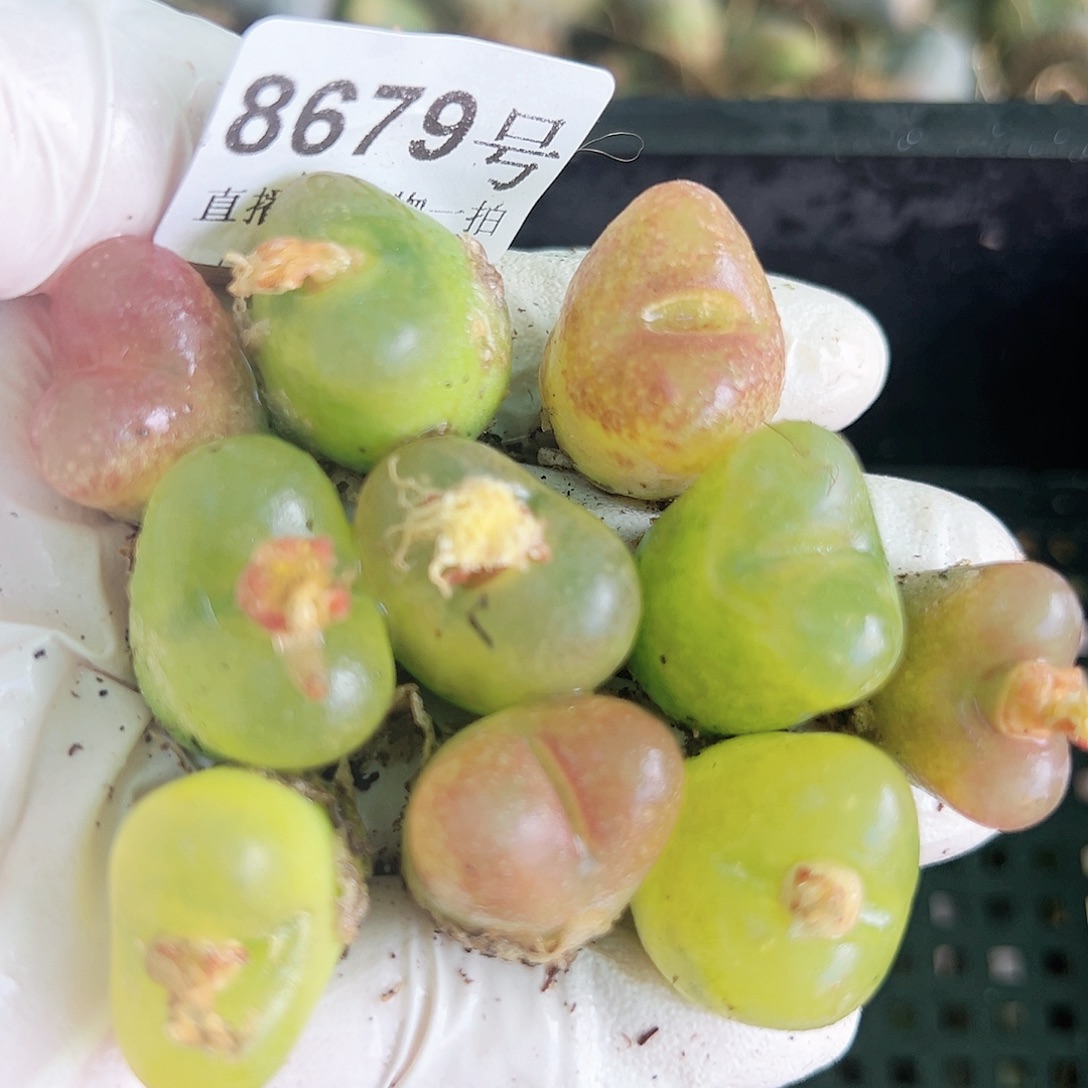 8679 好养易活生石花大母本10个1.6cm左右