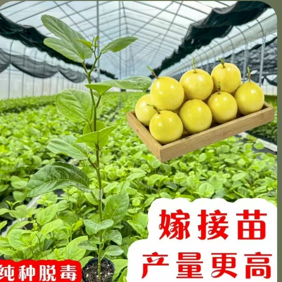 九号黄金百香果小苗