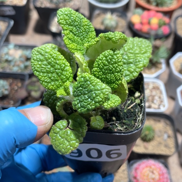 906断崖王子块根植物