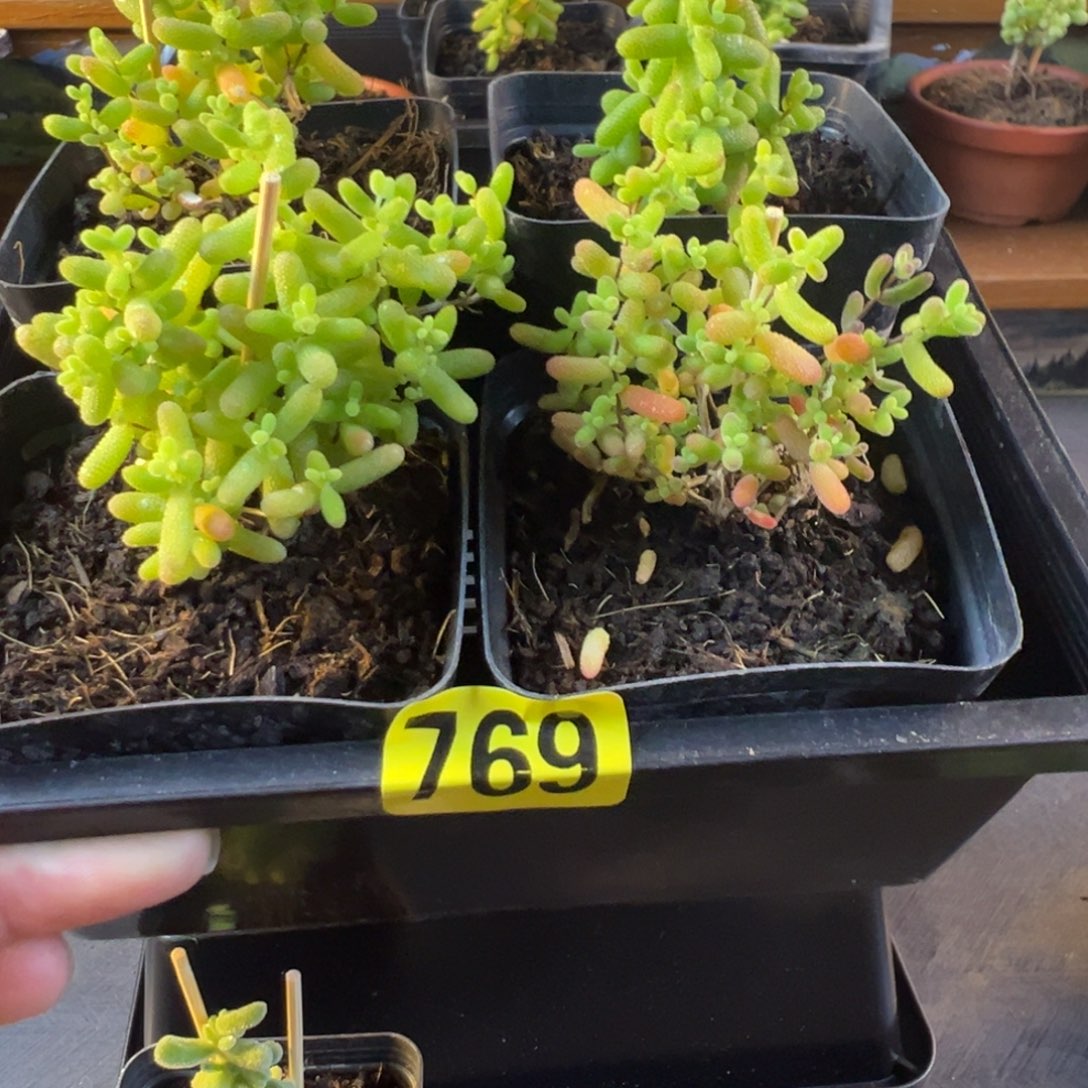 枝干番杏多肉植物769