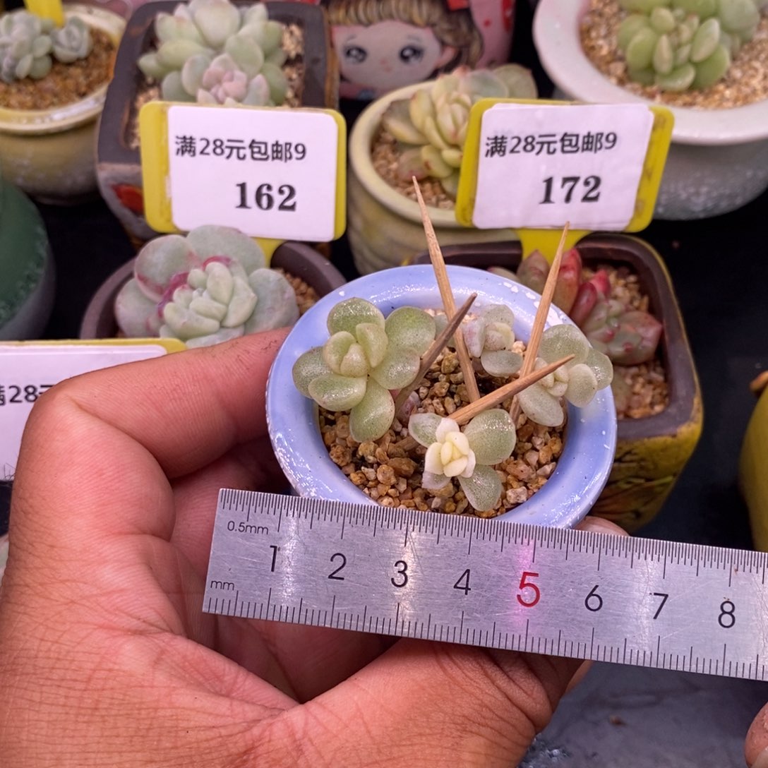 吃***干9160冰玉石化白锦福利，