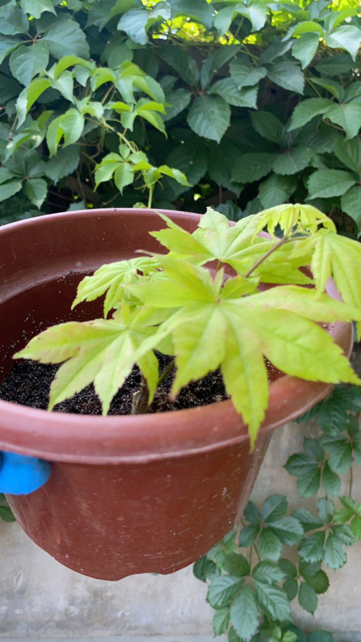小秋月枫树小苗一年苗