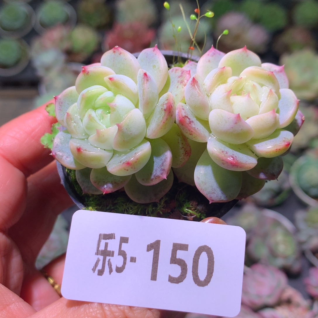 乐然 5-150 新品双头 