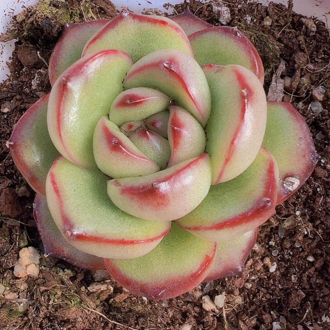 万宝龙19包邮多肉植物