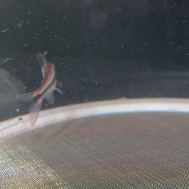 w***t灯科鱼A02-20 内金青柠巧克力4cm左右 1黑点 1条