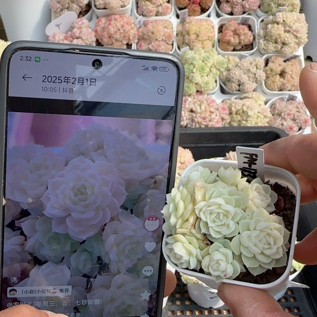 【闪购商品】0205-97（fm-173）