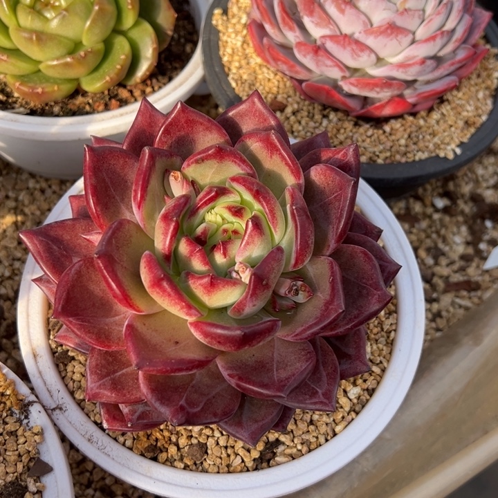 夜魔侠 单头 夏鸣园艺