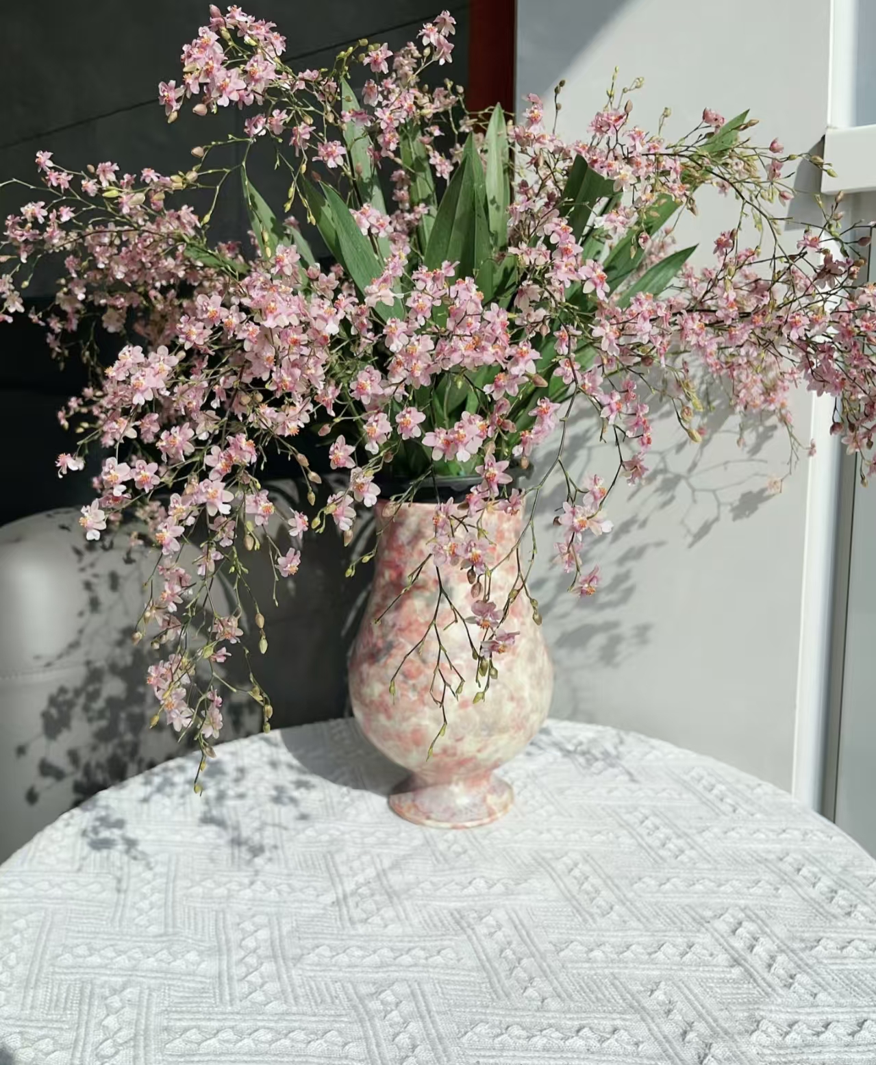 YZ  文心兰粉色梦香兰 兰花苗绿植盆栽花卉植物室内花