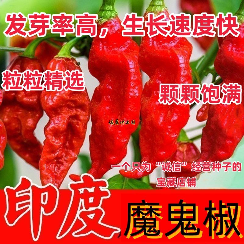 印度魔鬼椒种子特辣超级辣魔鬼辣椒种子菜园阳台种植辣椒籽