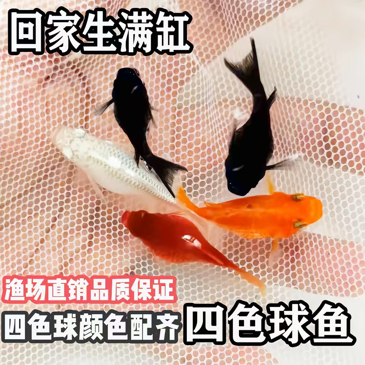 四色玛丽球鱼皮球鱼红皮球鱼红太阳鱼胎生鱼小型观赏鱼活体好养