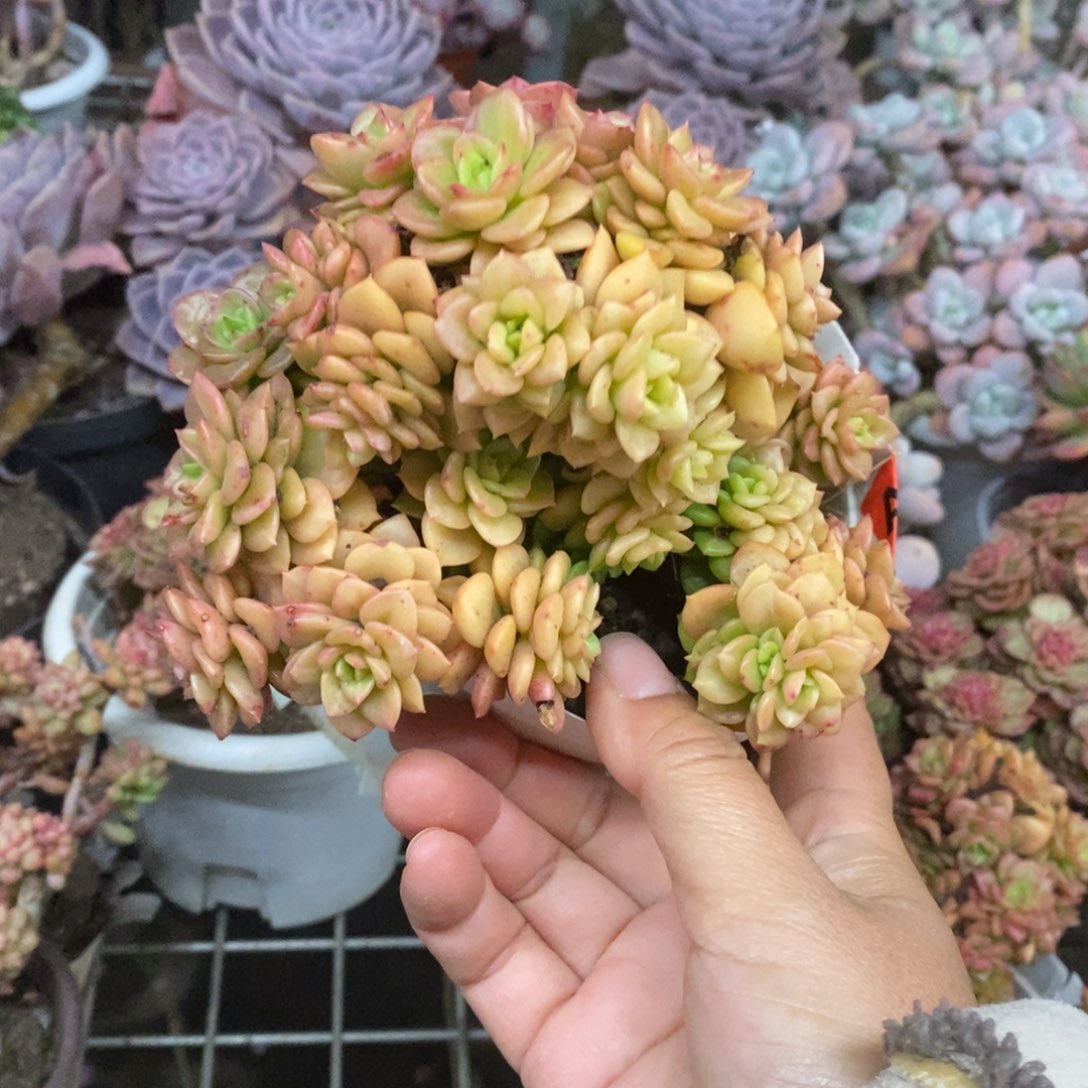 蜡牡丹整桩无砍大盆