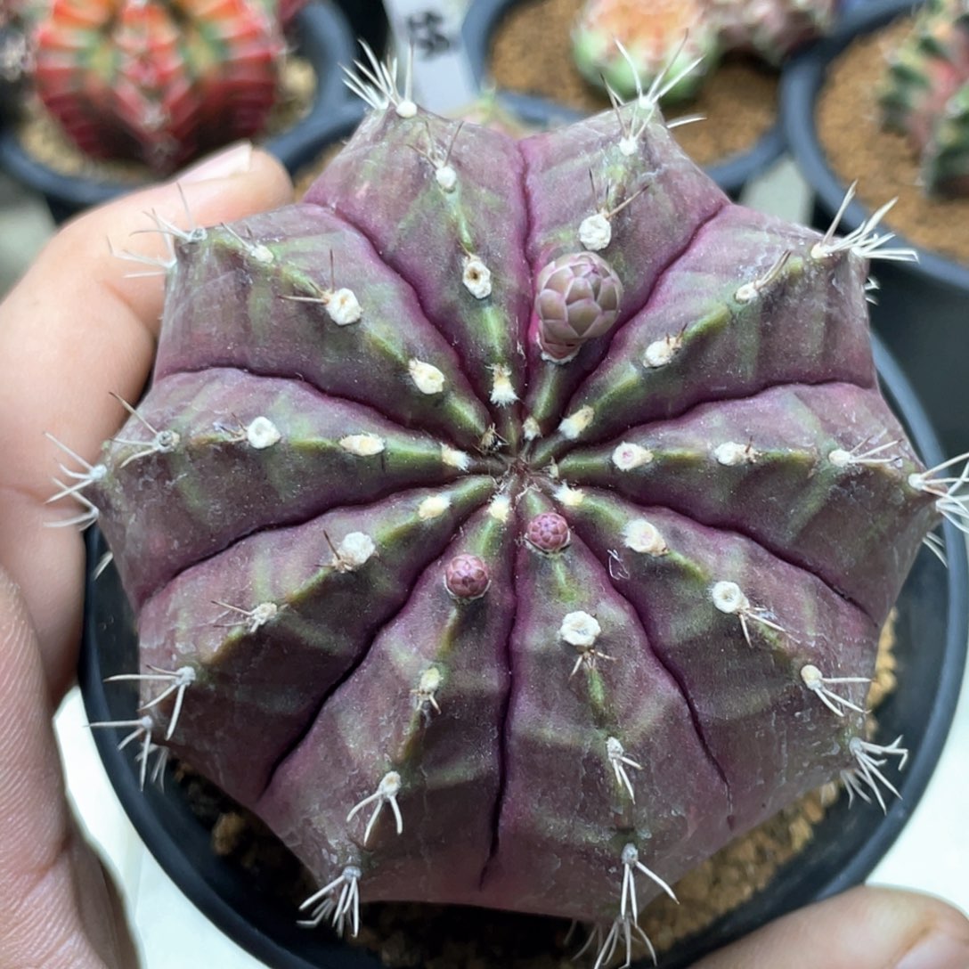 当前无花朵，栽培后可花朵皮色球