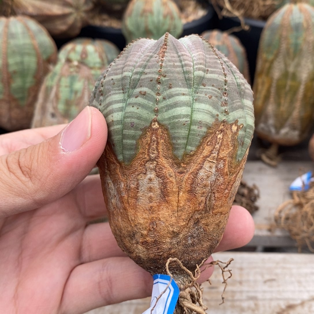4欧系实生布纹球多肉植物