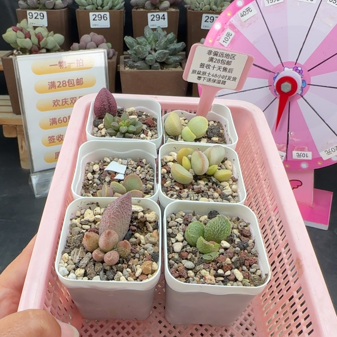 P***0506枣泥蛋糕30实生5颗20一个多肉植物