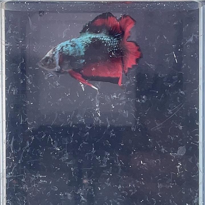 斗鱼活体不退不换 谢谢