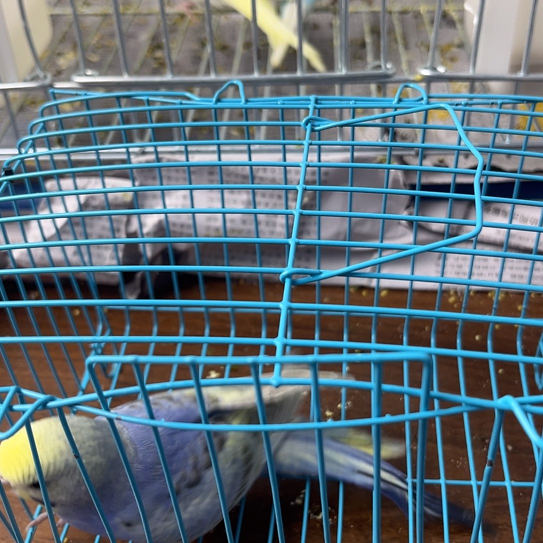 虎皮鹦鹉金彩鹦鹉