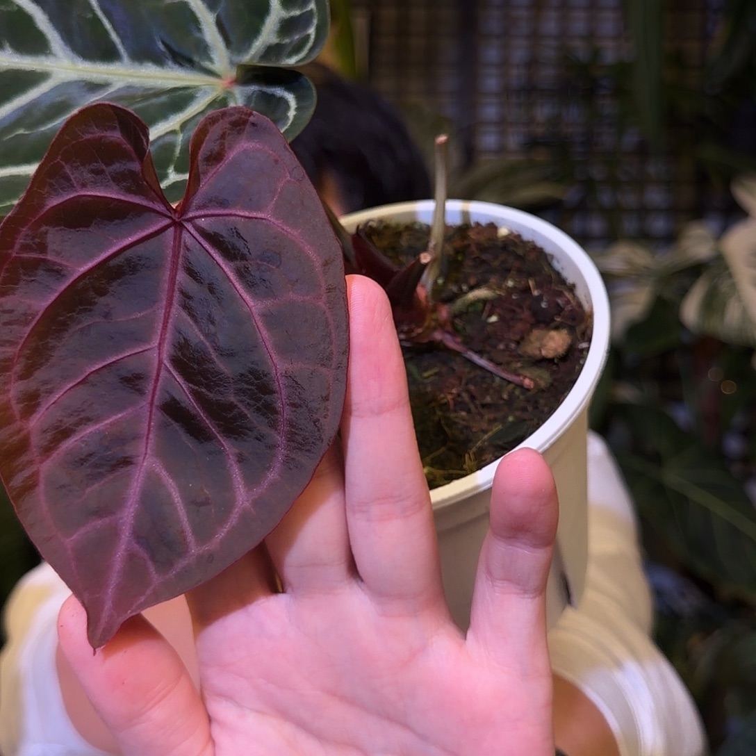 完全开放F12紫水晶F2