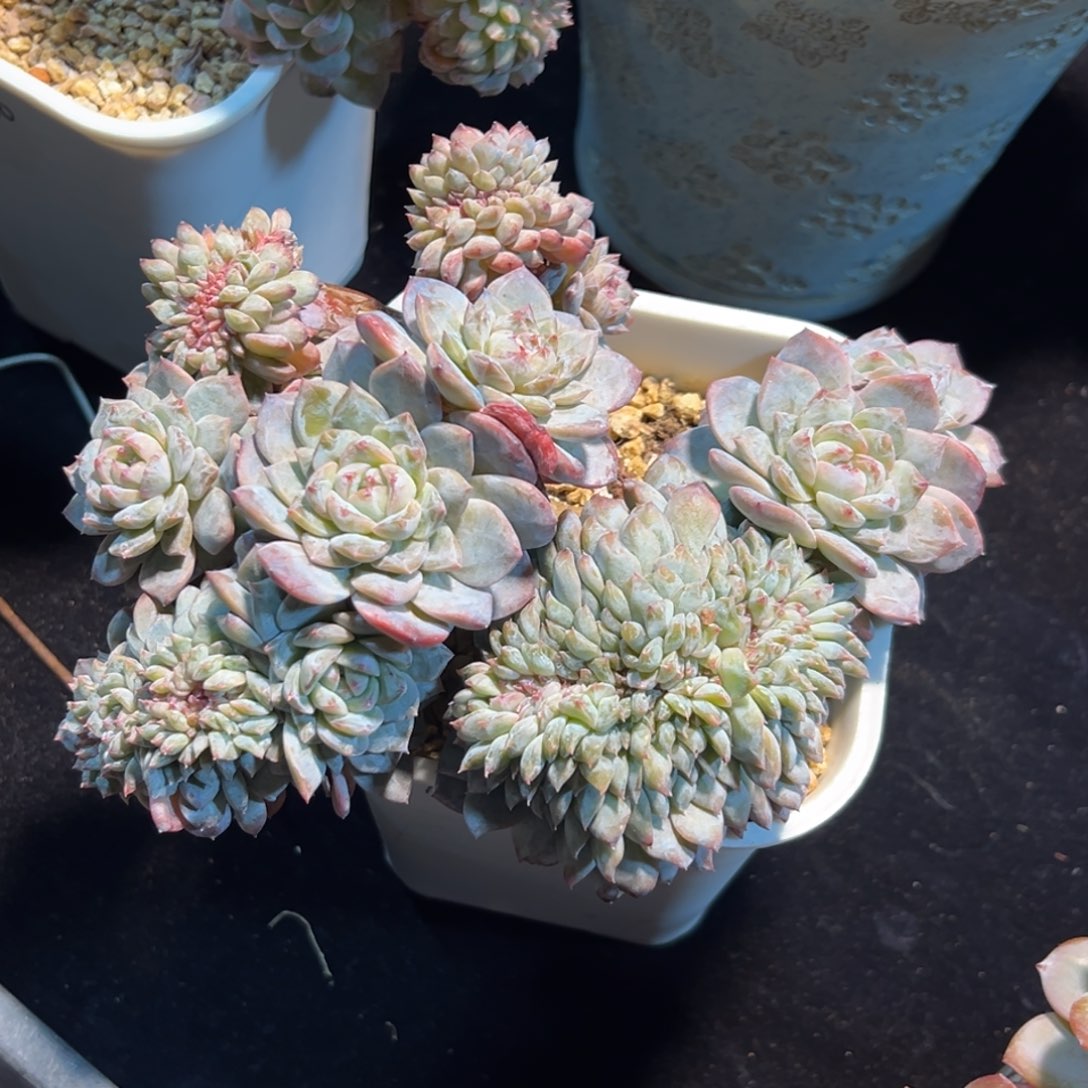 c***.新年快乐 新年快乐 新年快乐