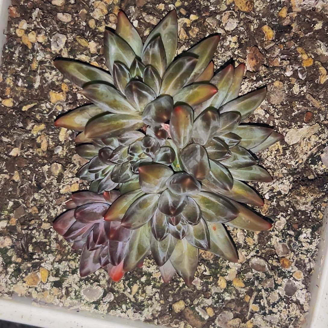 桔云多肉美人精品系列