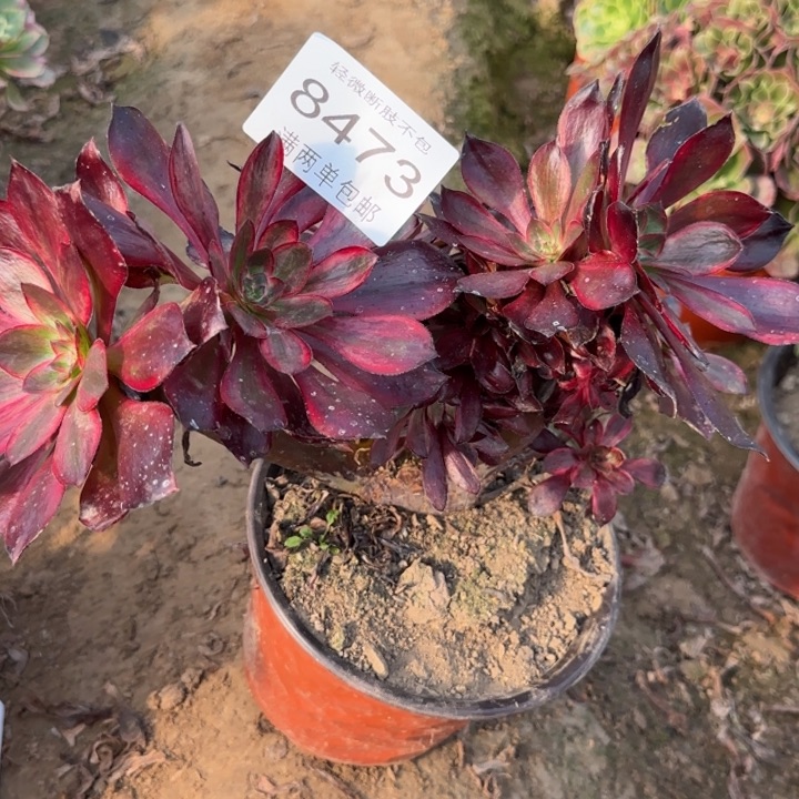 8473巫毒多肉植物