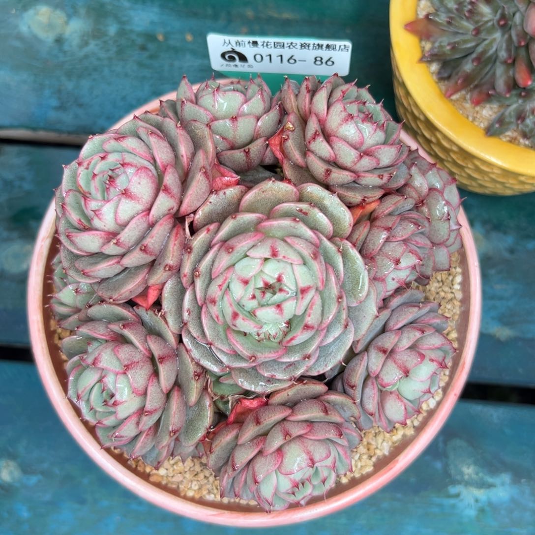 多肉一物一拍0116-86