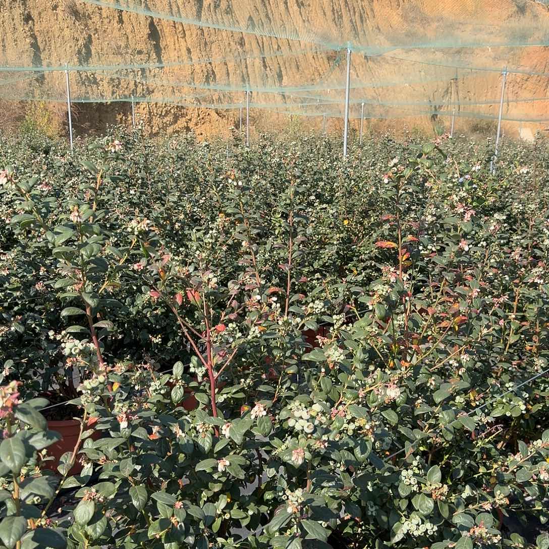 以实际为准云南高山F6品种连盆带土发货