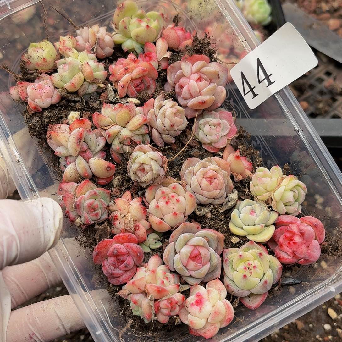 赛****g多肉植物多肉植物44