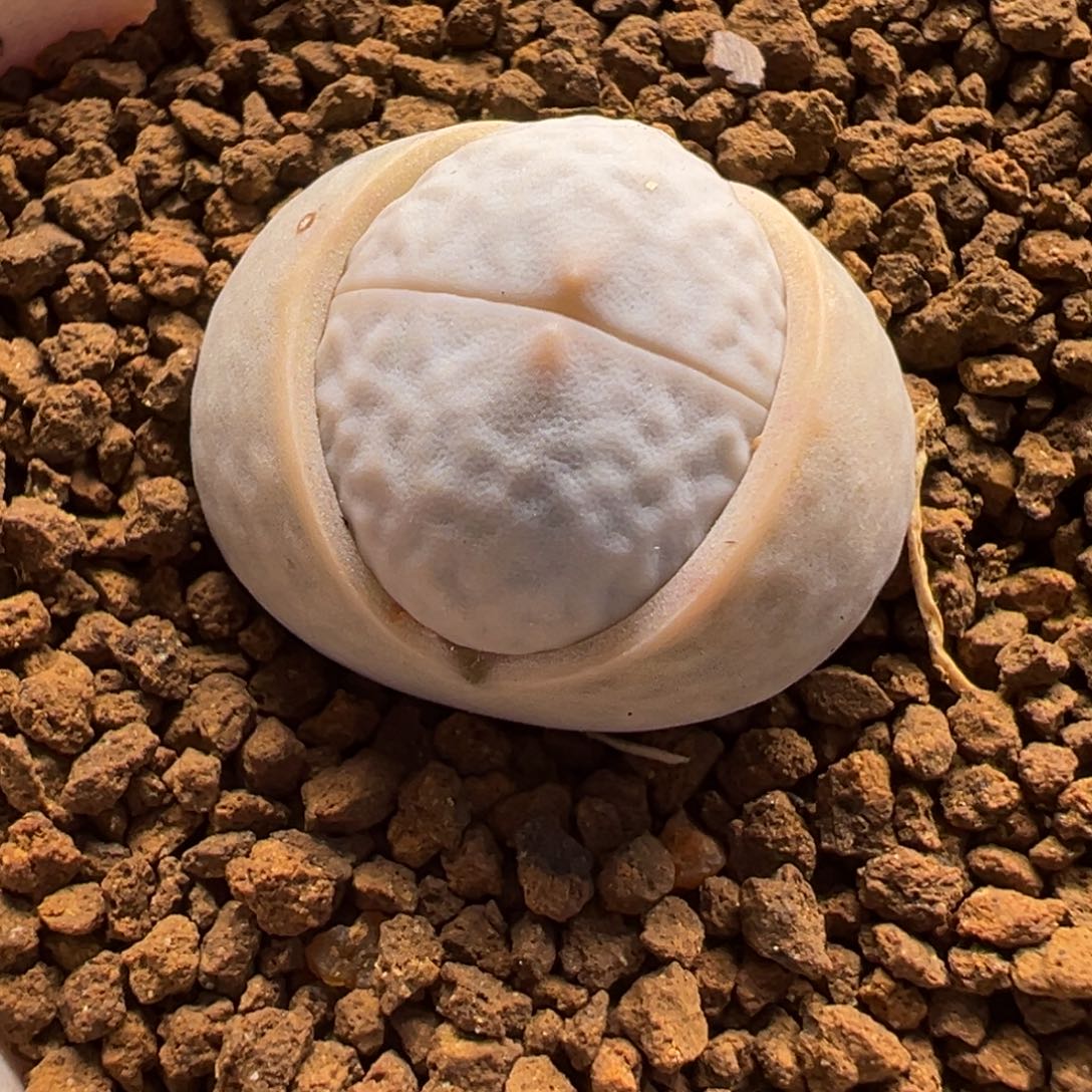 024多肉植物种类多样