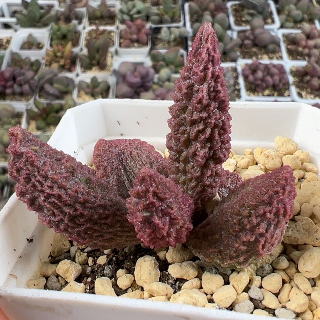 实生新品多肉植物水泡实生新品