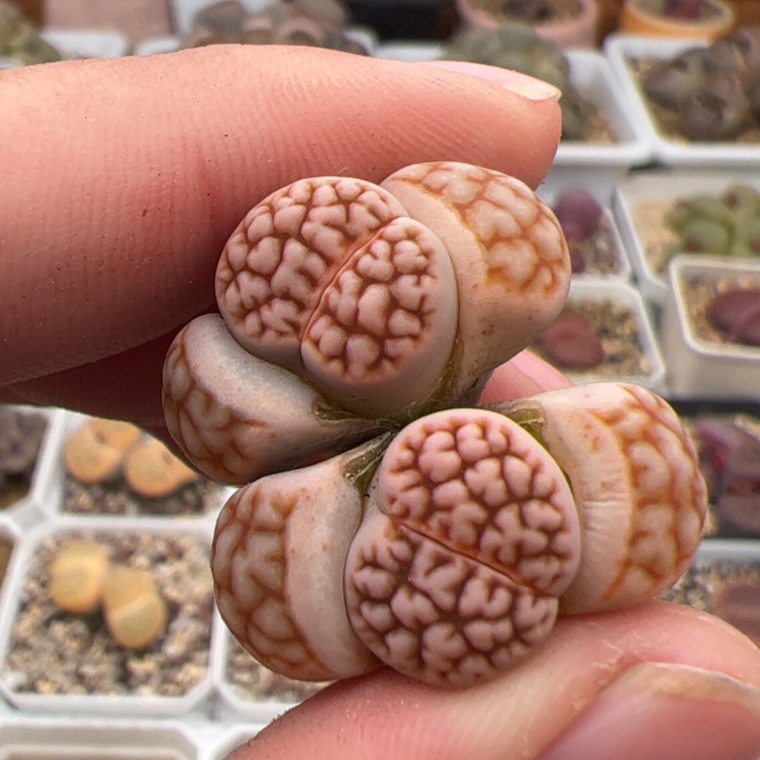 0403号红脑花 多肉植物