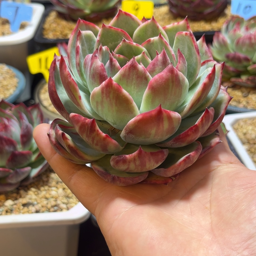 福利惊鸿仙子多肉