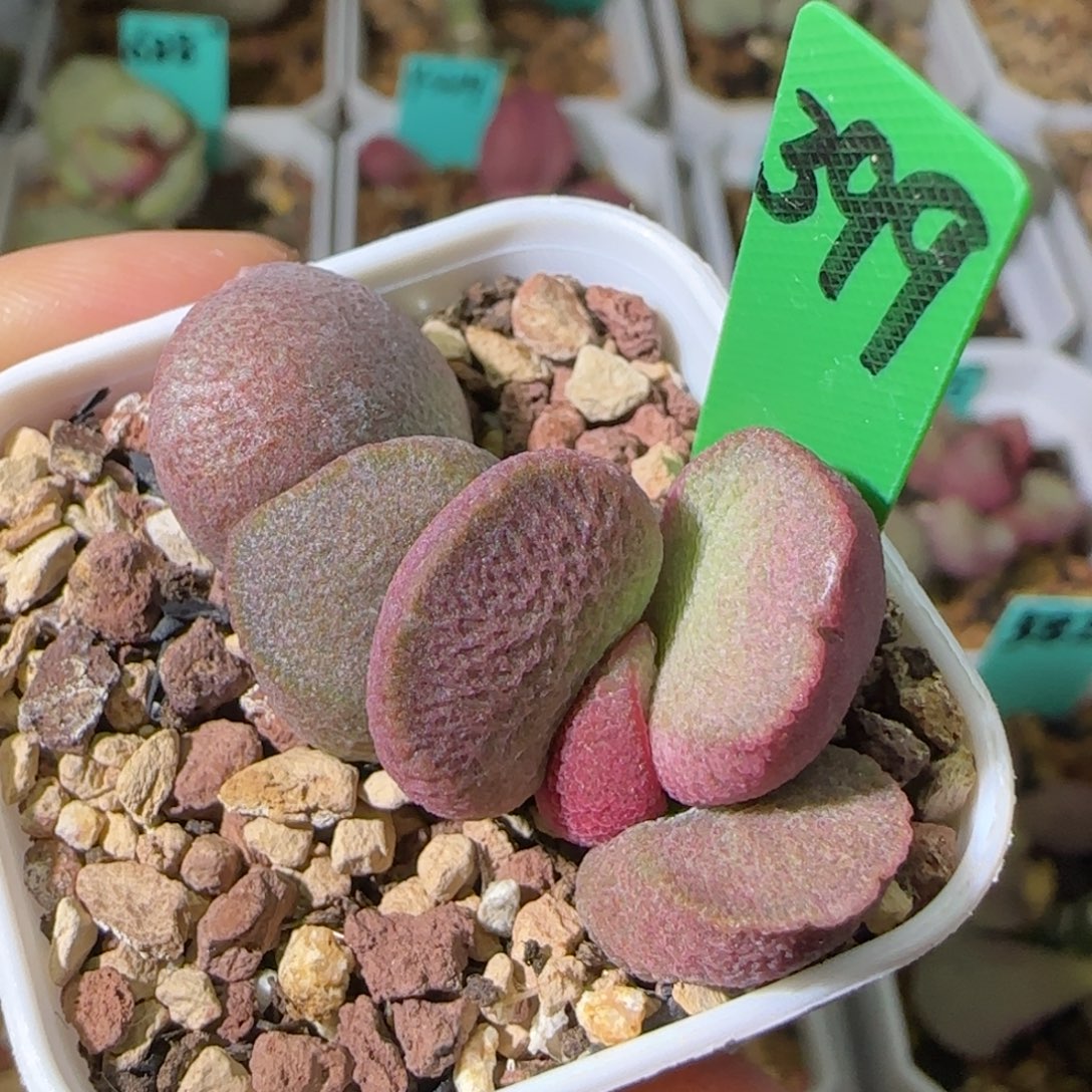 编号399底叶插，四方盆发