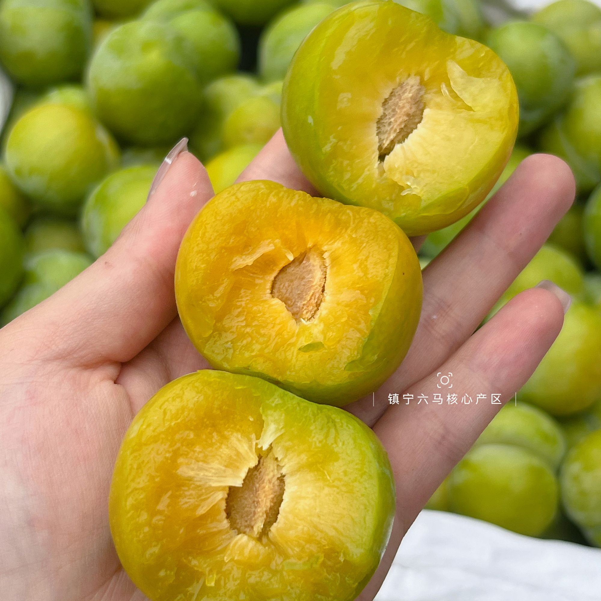 【杨甜甜破价专属】贵州六马蜂糖李 脆甜蜜罐 产地现摘 应季新鲜！！李子同城送贵州省