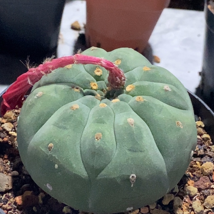 完全开放实生奇仙玉